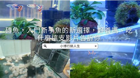 彩色磚魚|磚魚，入門新手魚的新選擇，好養嗎、吃什麼這支影片告訴你